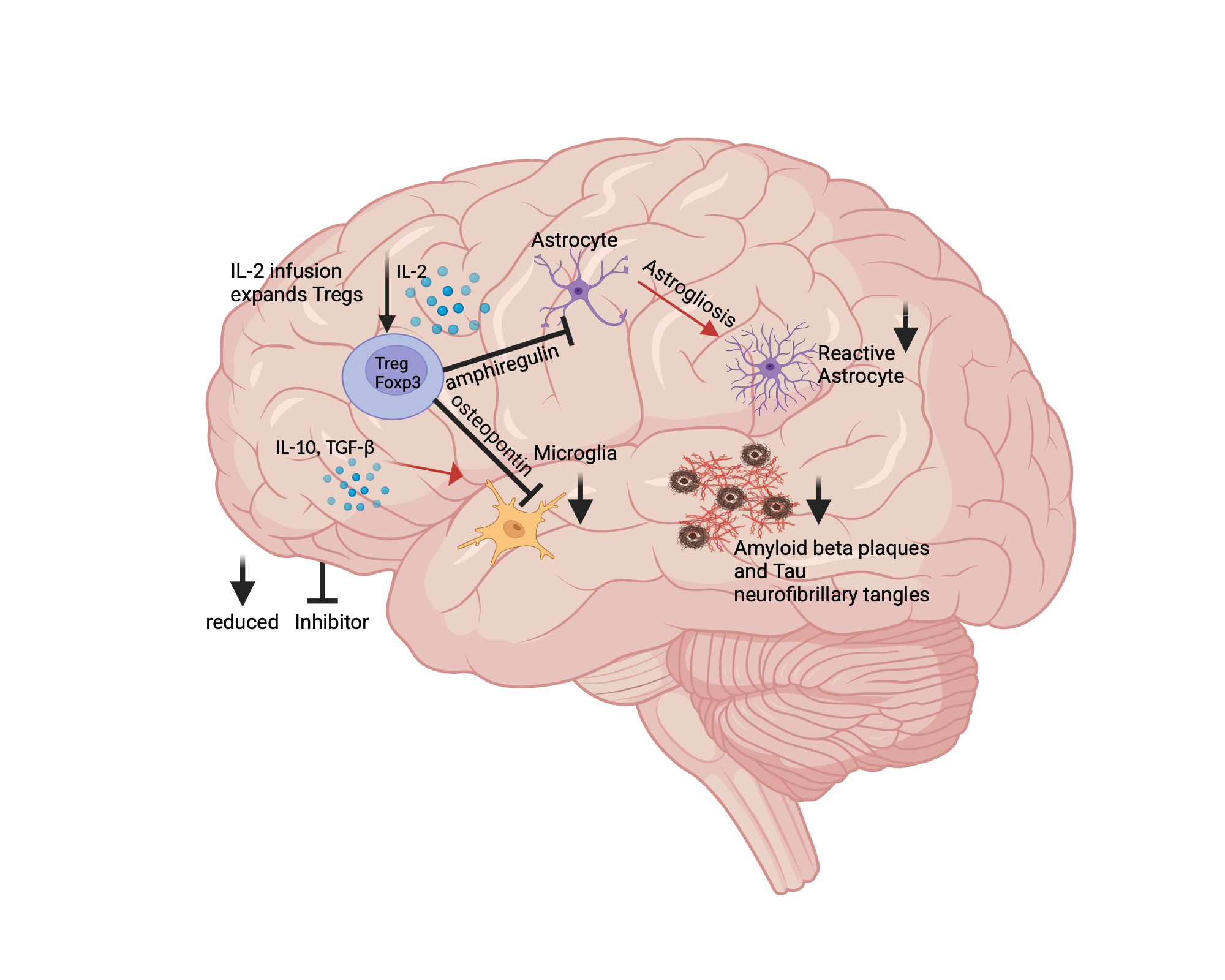 An editable high resolution scientific image depicting Mechanisms of T-regs on neuroinflammation