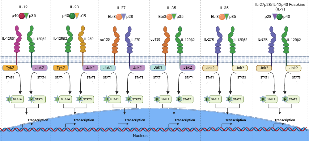 An editable high resolution scientific image depicting The IL-12 cytokine family and its heterodimeric receptors