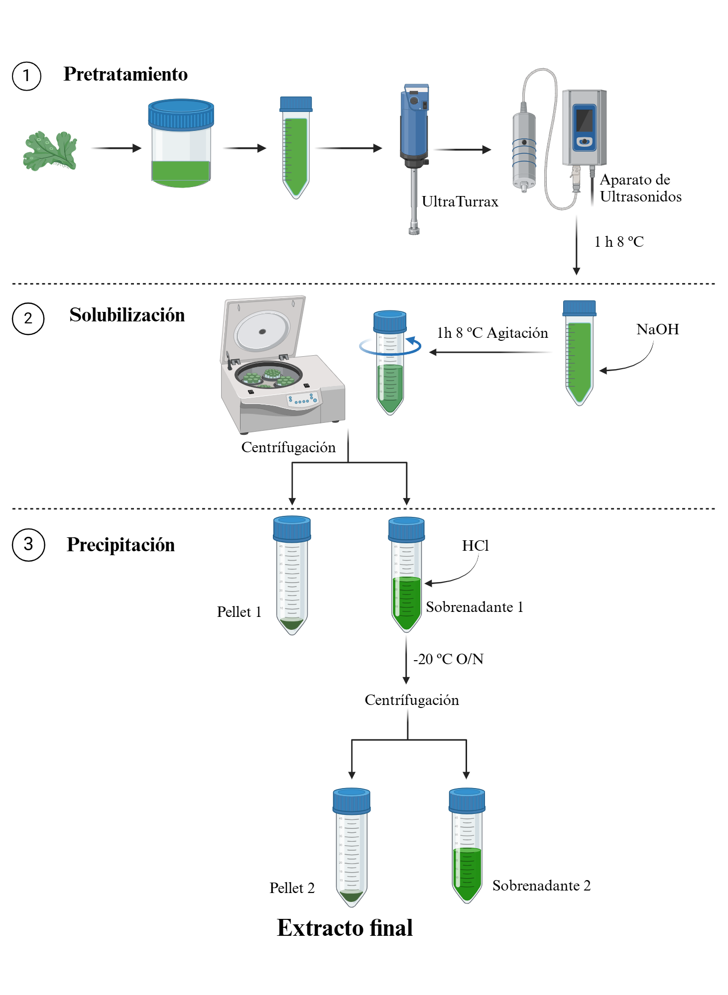 An editable high resolution scientific image depicting Protein Extraction Protocol in seaweeds.