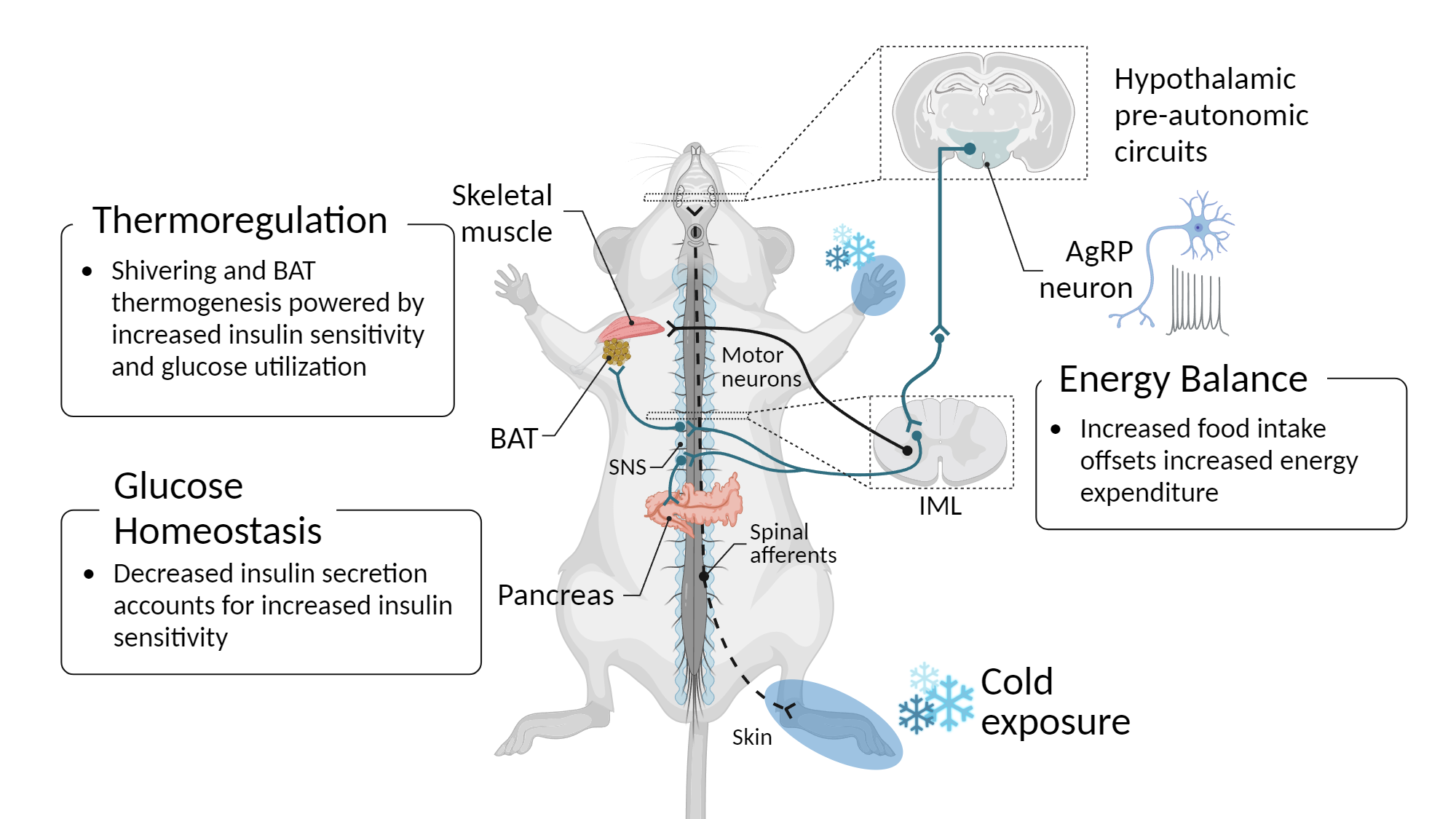 An editable high resolution scientific image depicting Homeostatic responses to cold exposure in mice