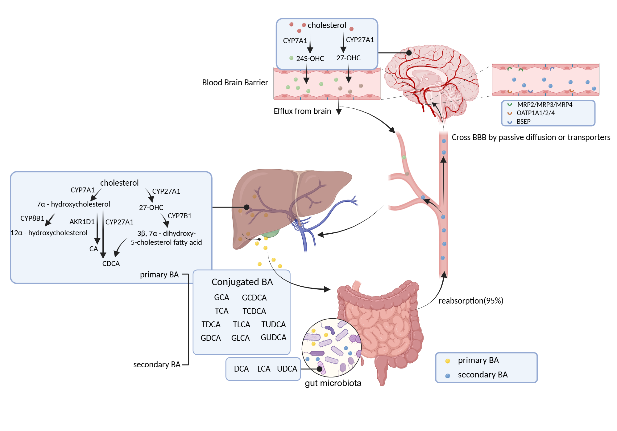 An editable high resolution scientific image depicting Overview of Bile Acid Synthesis Pathway