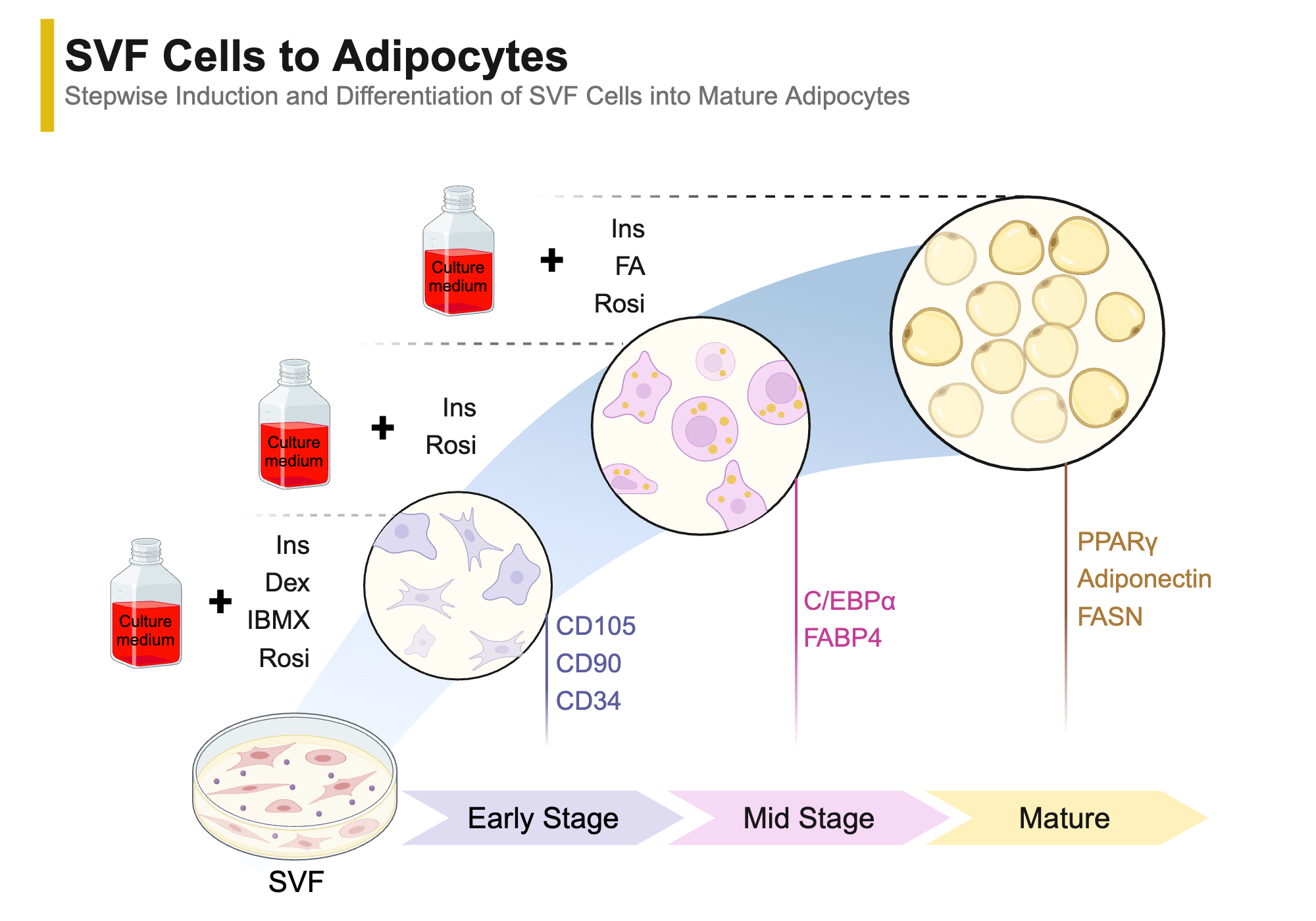 An editable high resolution scientific image depicting Differentiation of SVF Cells into Adipocytes