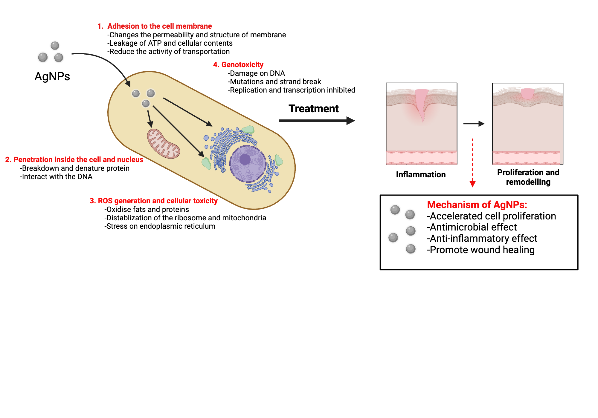 An editable high resolution scientific image depicting Mechanism of action of Silver nanoparticles on bacterial cell
