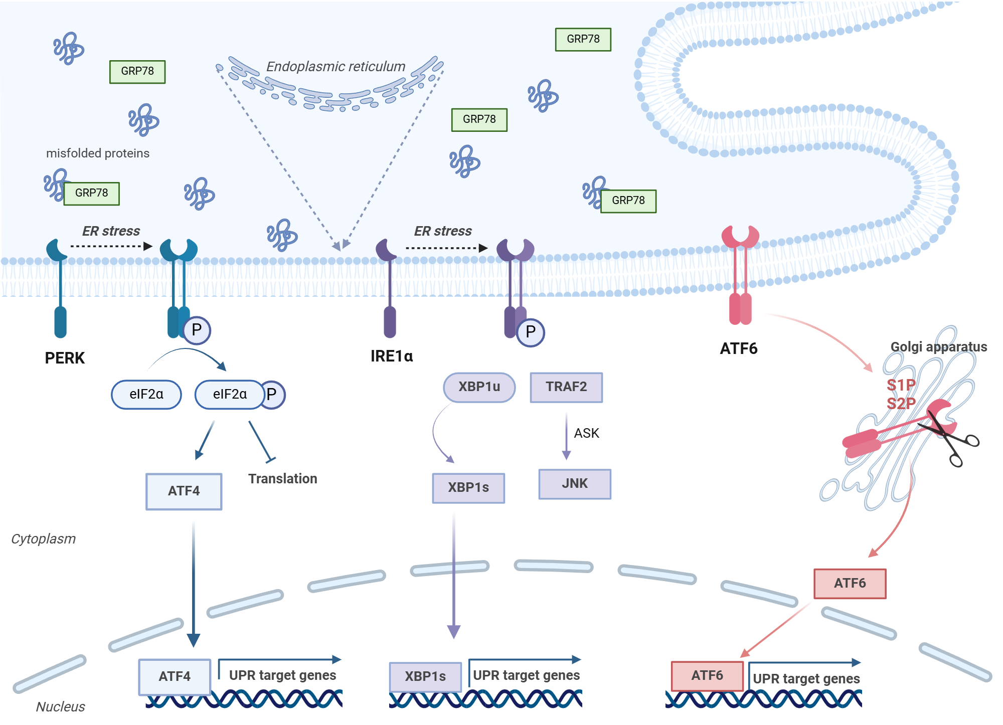 An editable high resolution scientific image depicting The three main pathways (PERK, IRE1a, and ATF6) involved in the ER stress response.