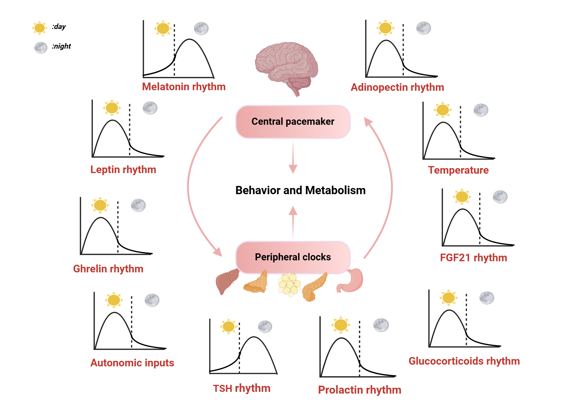 An editable high resolution scientific image depicting Circadian rhythms for various hormones and the relationship between central and peripheral clocks