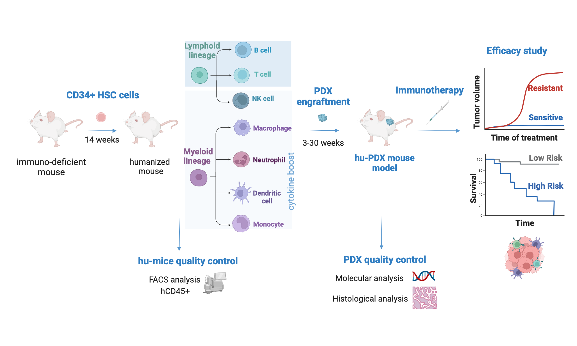 An editable high resolution scientific image depicting Humanized PDX models