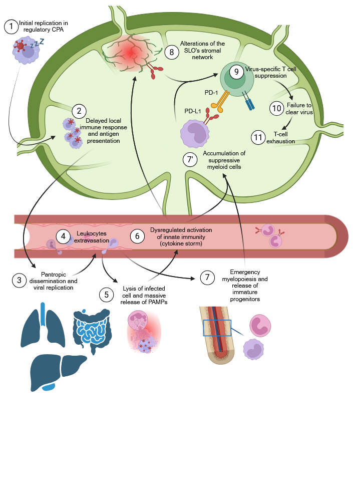 An editable high resolution scientific image depicting Lassa fever immunosuppressive mechanisms