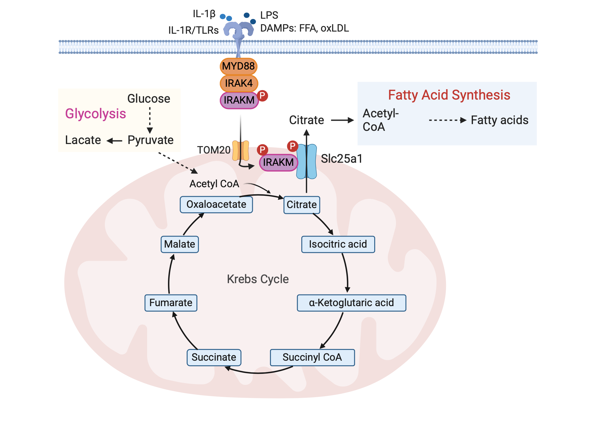 An editable high resolution scientific image depicting IL-1R-IRAKM-Slc25a1 signalling pathway