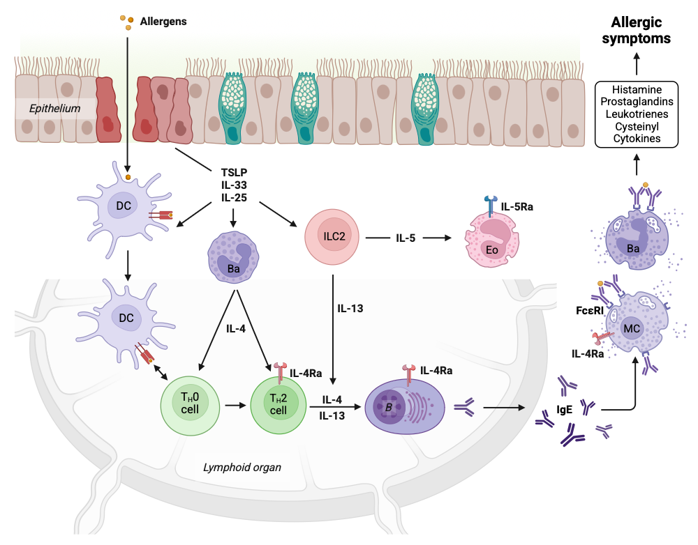 An editable high resolution scientific image depicting The allergic cascade