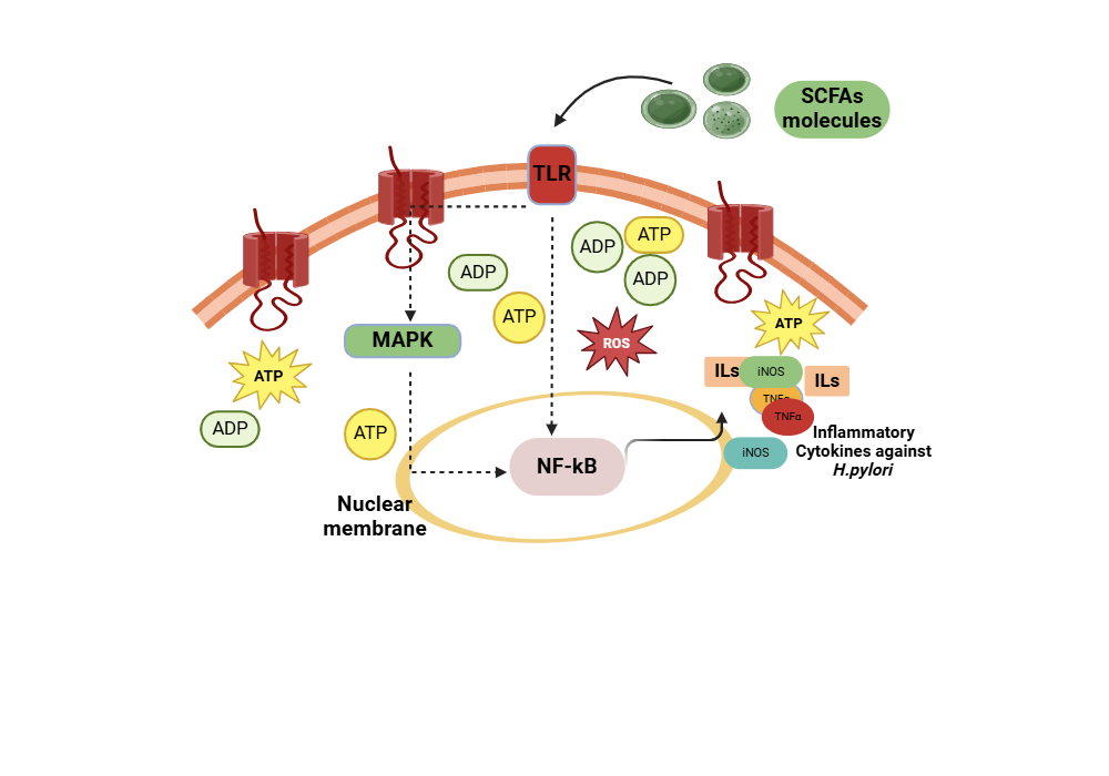 An editable high resolution scientific image depicting SCFAs inflammatory pathway