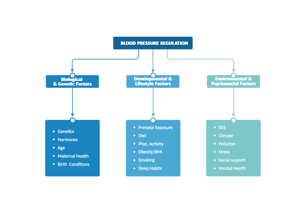 An editable high resolution scientific image depicting Blood Pressure Regulation