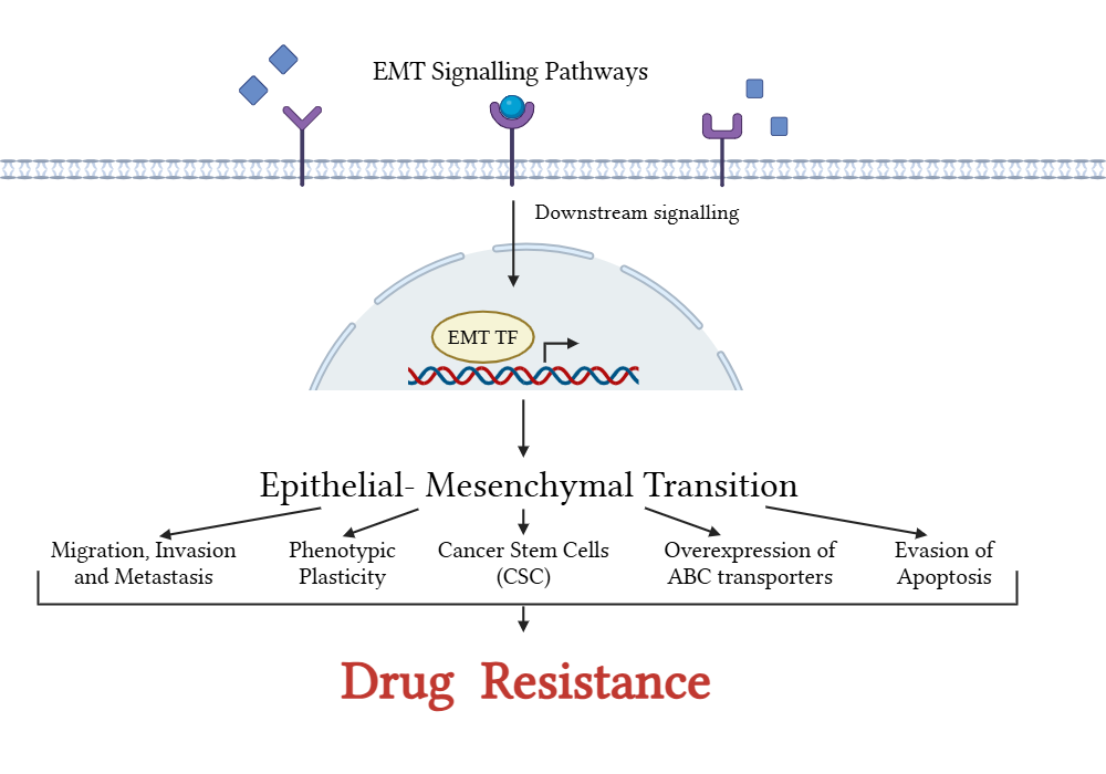 An editable high resolution scientific image depicting EMT leads to drug resistance in cancer