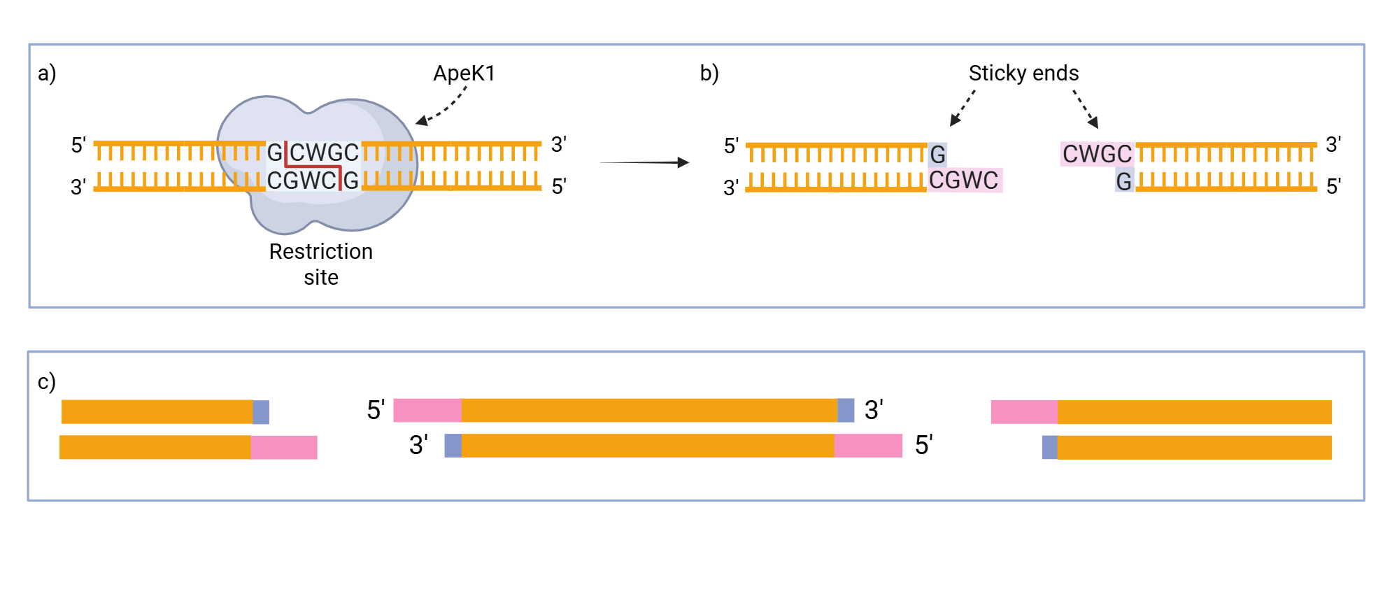An editable high resolution scientific image depicting ApeK1 restriction site