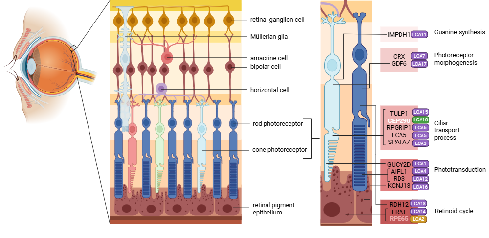 An editable high resolution scientific image depicting Leber Congenital Amaurosis gene mutations