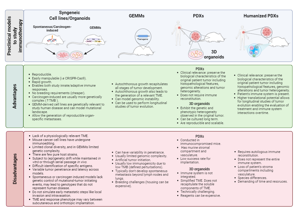 An editable high resolution scientific image depicting Advantages and disadvantages of different preclinical models for immuno-oncology research
