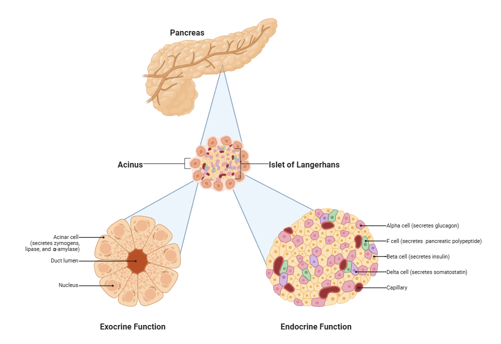 An editable high resolution scientific image depicting Pancreas with islet and acinar call outs