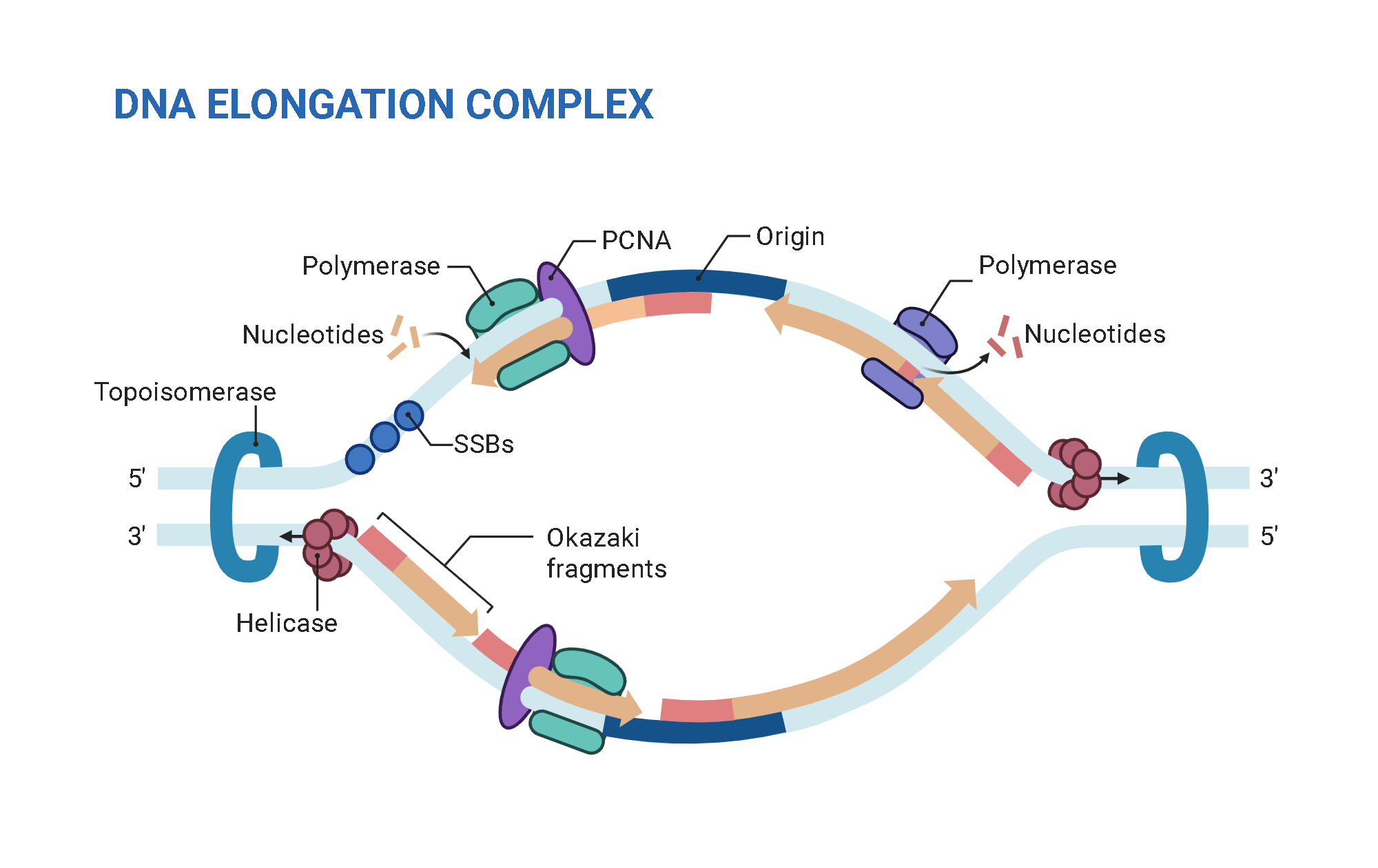 An editable high resolution scientific image depicting DNA replication