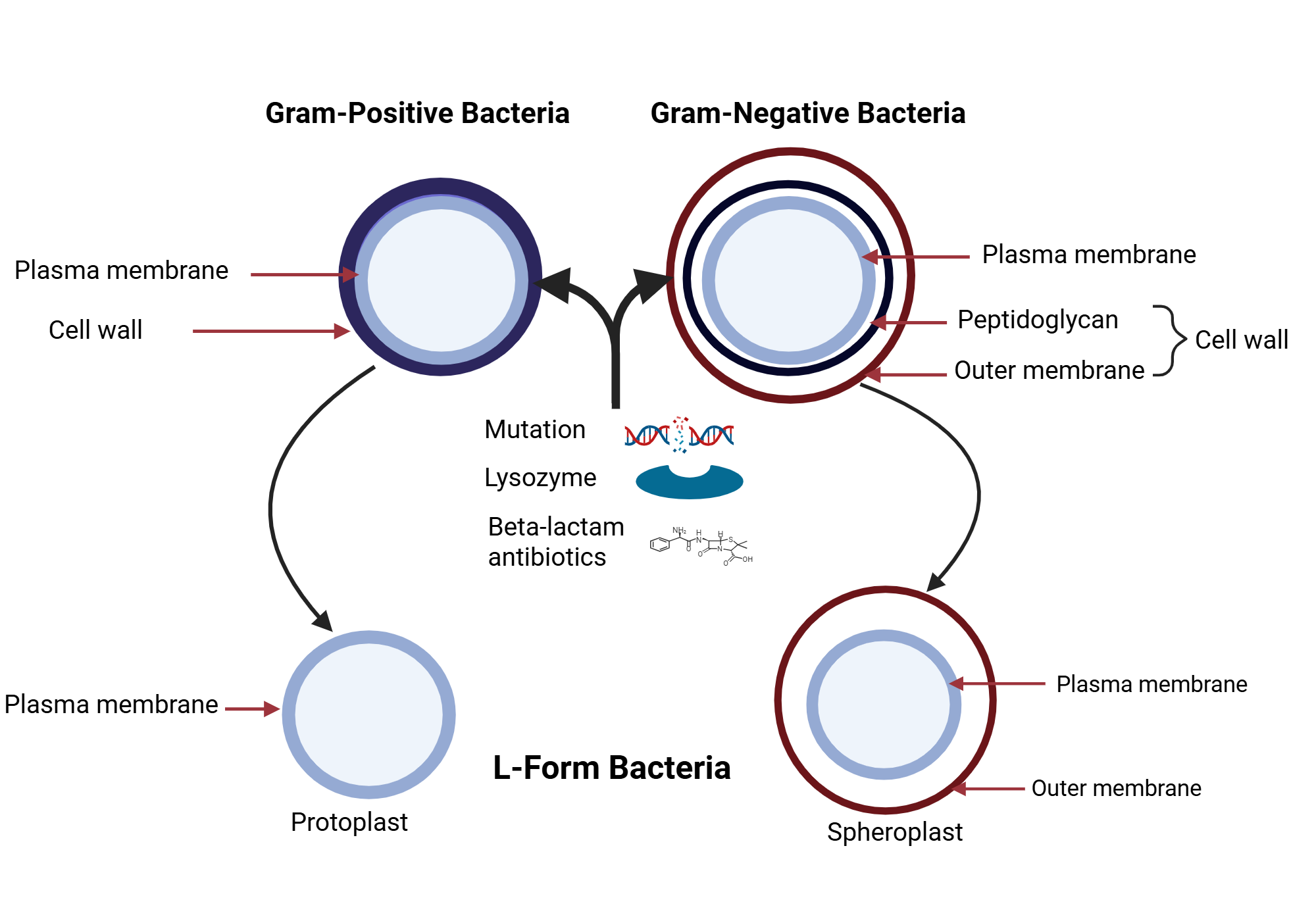An editable high resolution scientific image depicting L-Form Bacteria