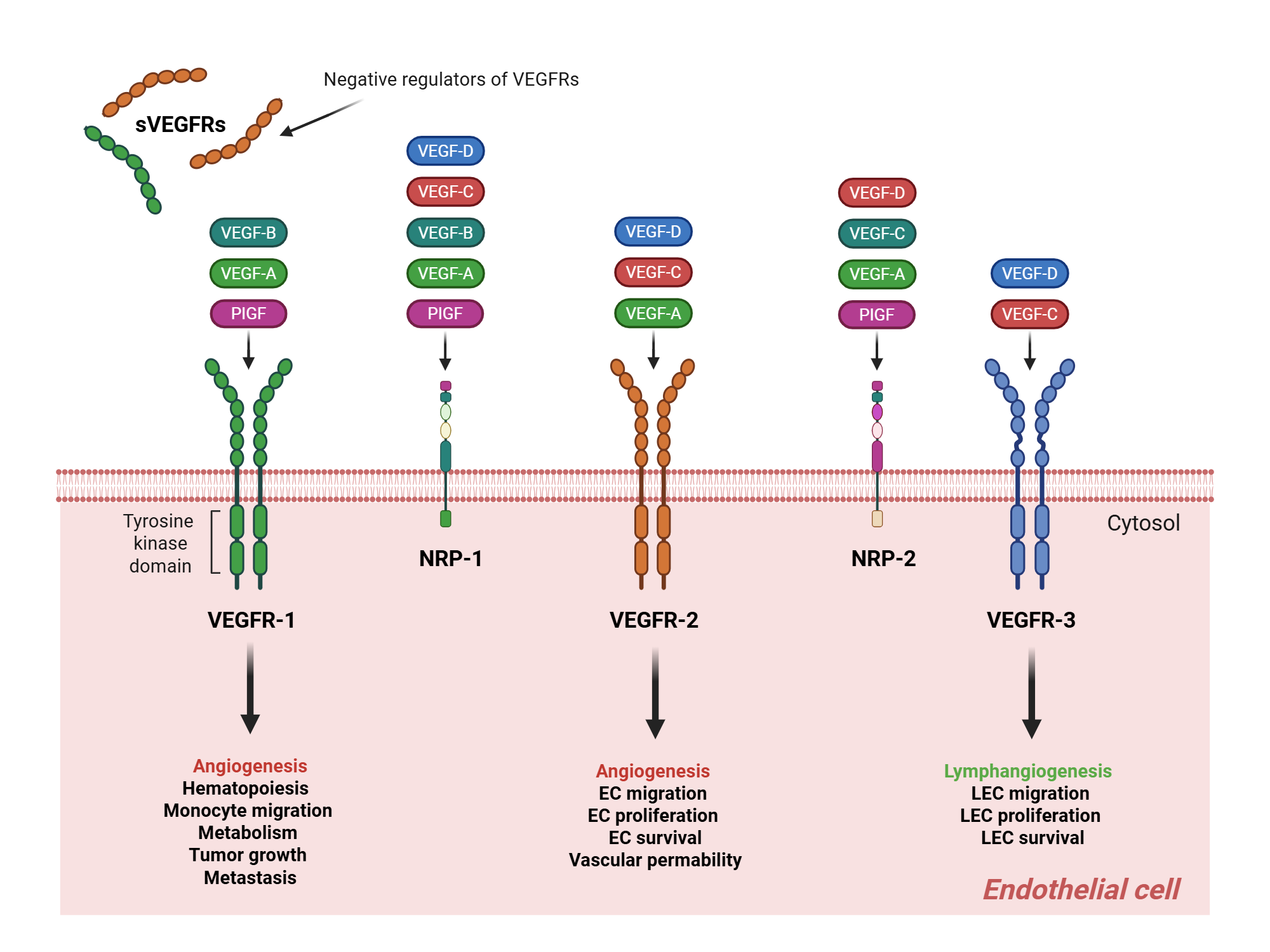 An editable high resolution scientific image depicting Overview of VEGF/VEGFR signaling and ligand specificity