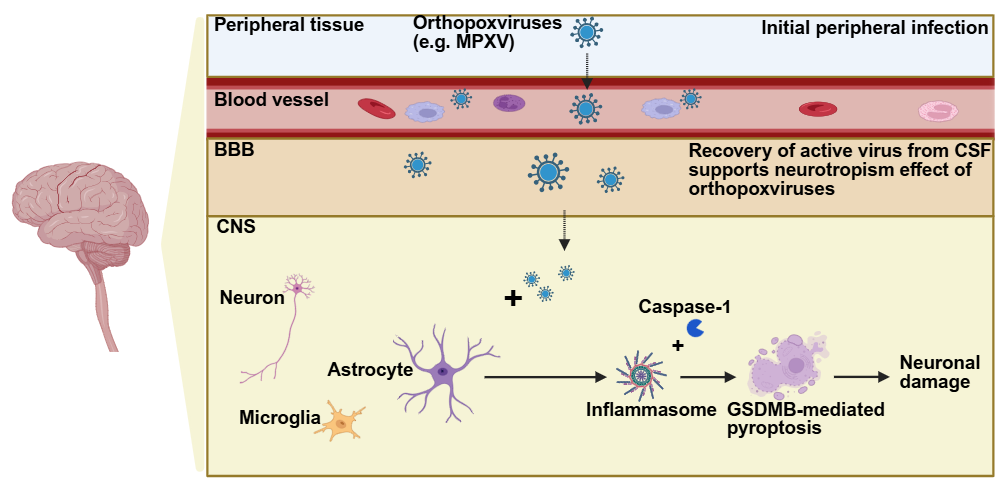 An editable high resolution scientific image depicting Contemporary understanding of Orthopoxvirus infections in the human CNS.