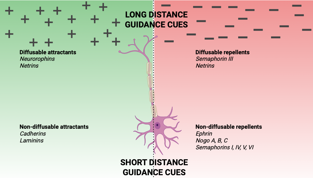An editable high resolution scientific image depicting Growth cone guidance cues