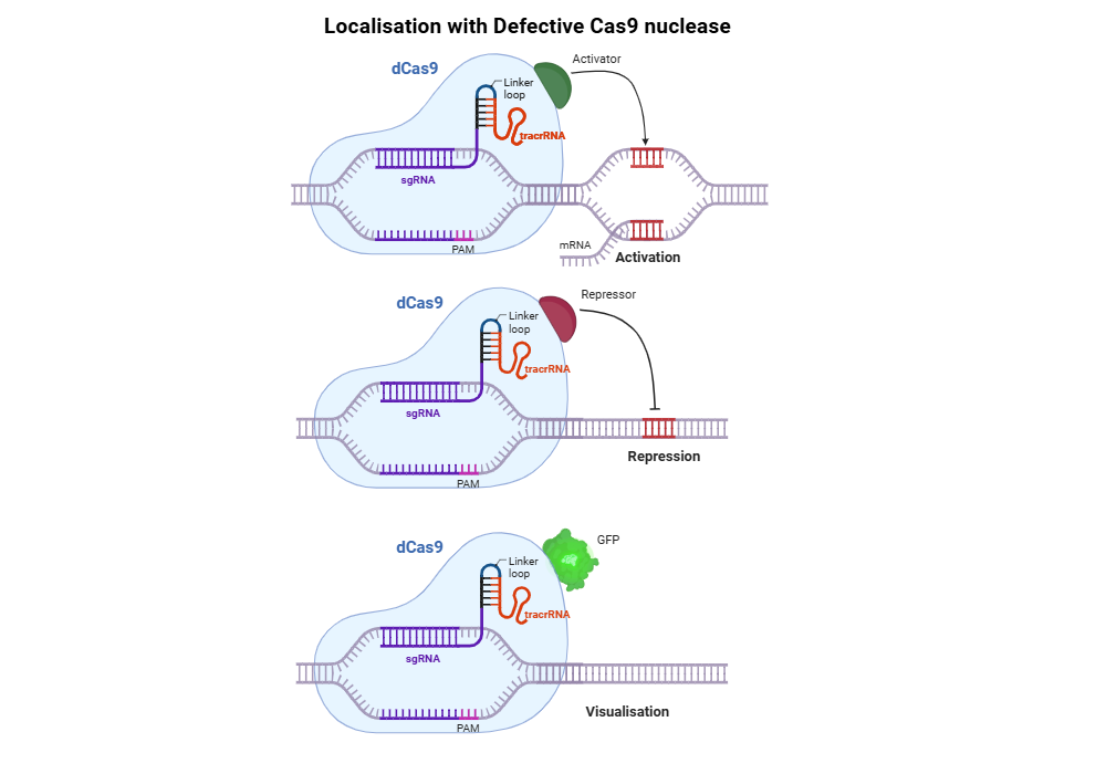 An editable high resolution scientific image depicting Localisation with Defective Cas9 nuclease