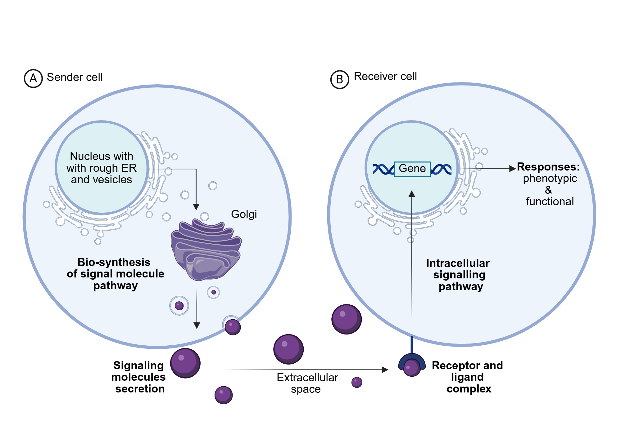 An editable high resolution scientific image depicting Signaling Cascade: From Cytokines Secretion to Phenotypic and Functional Response in Cells.