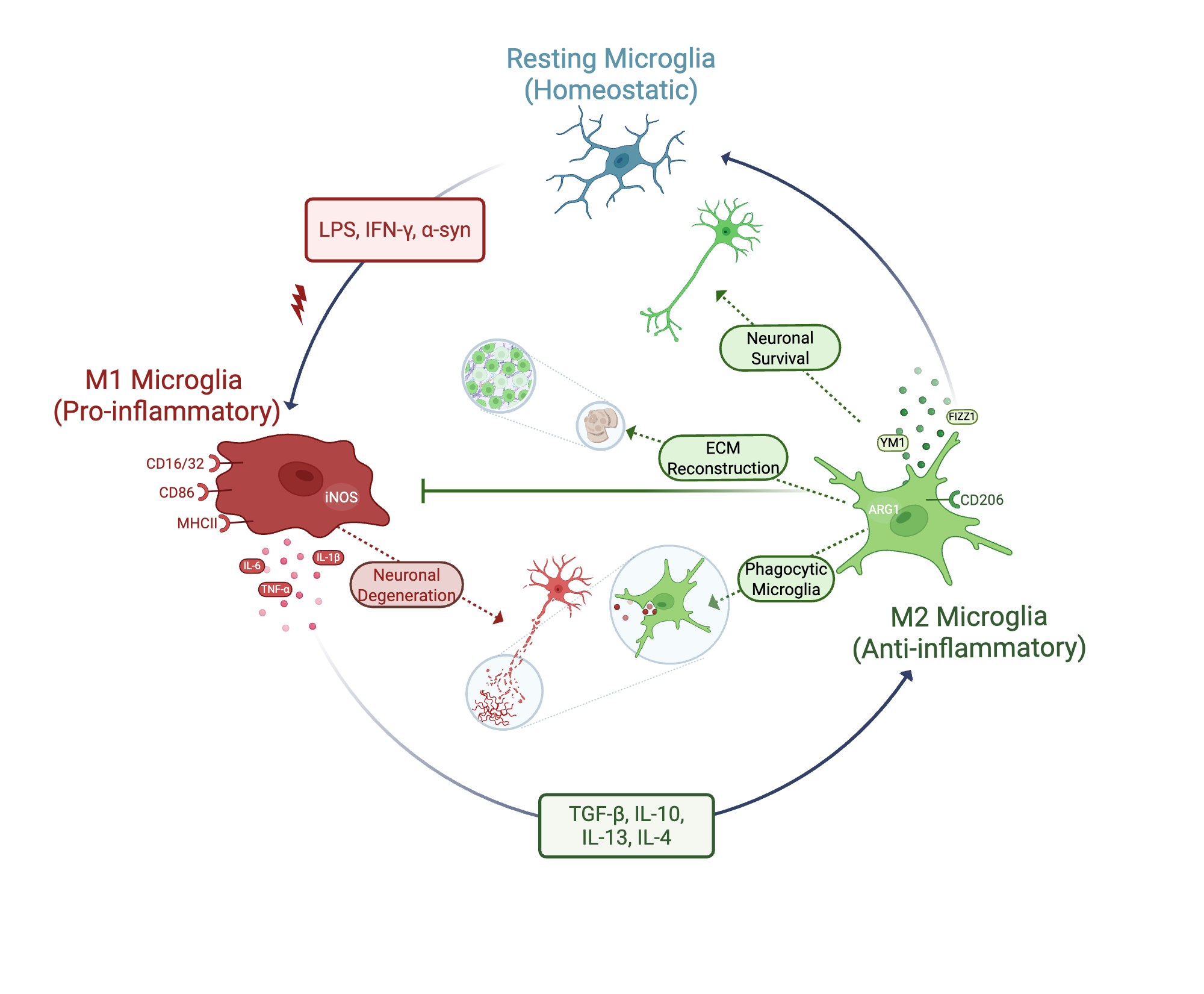 An editable high resolution scientific image depicting M1 and M2 microglia phenotypes