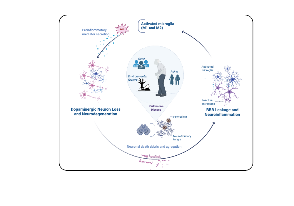 An editable high resolution scientific image depicting Role of microglia in Parkinson's Disease