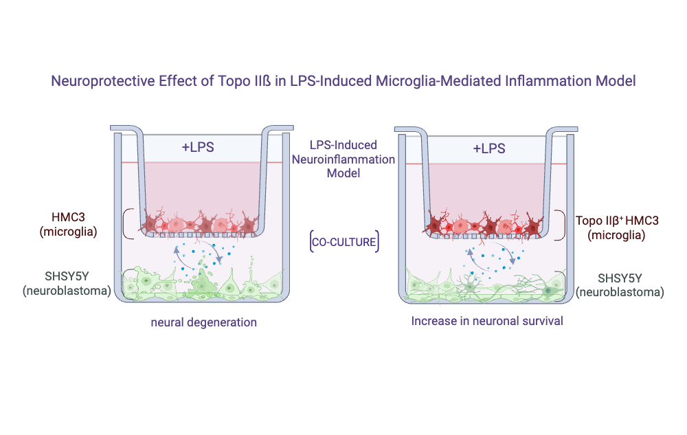An editable high resolution scientific image depicting Neuroprotective Effect of Topo IIß in LPS-Induced Microglia-Mediated Inflammation Model