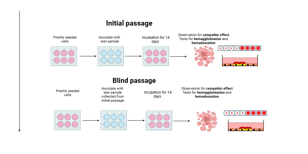 An editable high resolution scientific image depicting In-vitro assay for adventitious virus
