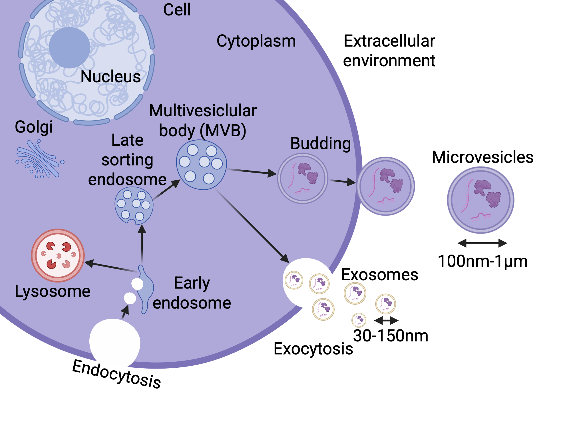 An editable high resolution scientific image depicting Formation and classification of extracellular vesicles (EVs).