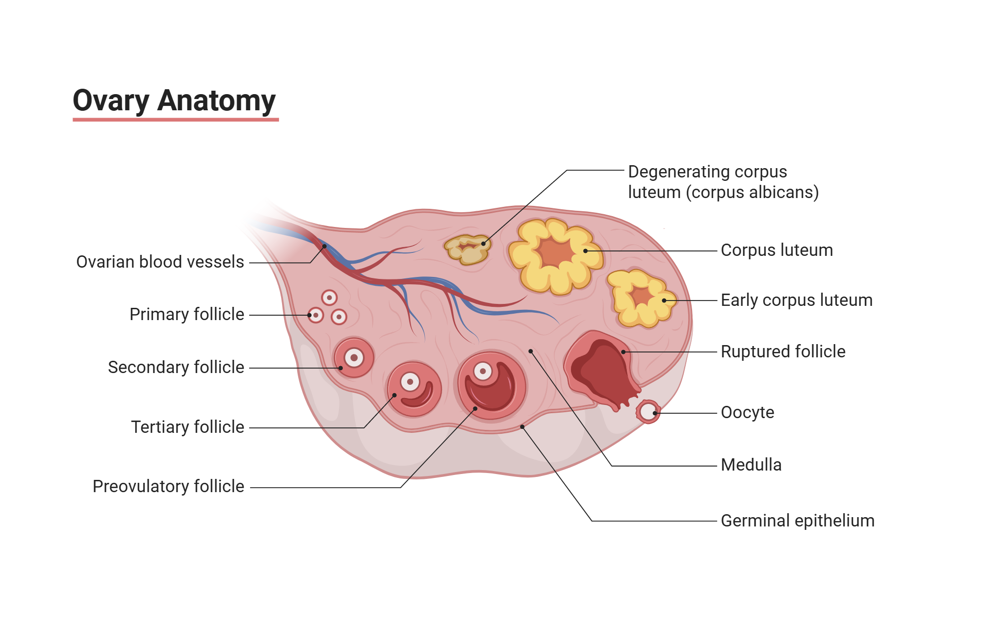 An editable high resolution scientific image depicting Ovary Anatomy