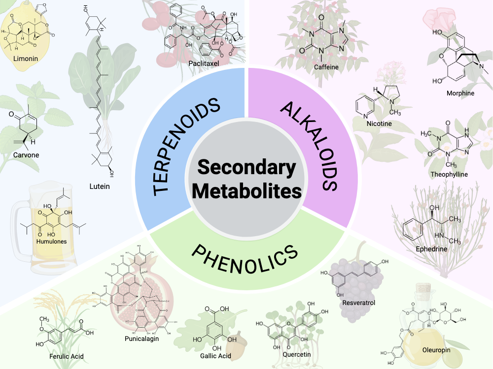 An editable high resolution scientific image depicting Classification of Plant Secondary Metabolites