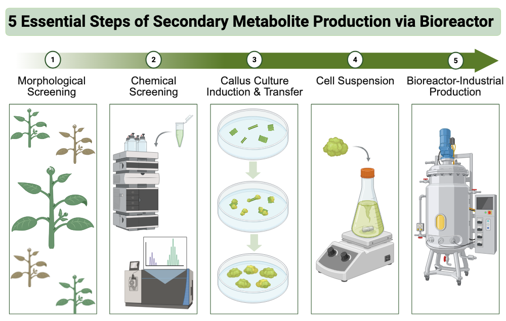 An editable high resolution scientific image depicting 5 Essential Steps of Secondary Metabolite Production via Bioreactor