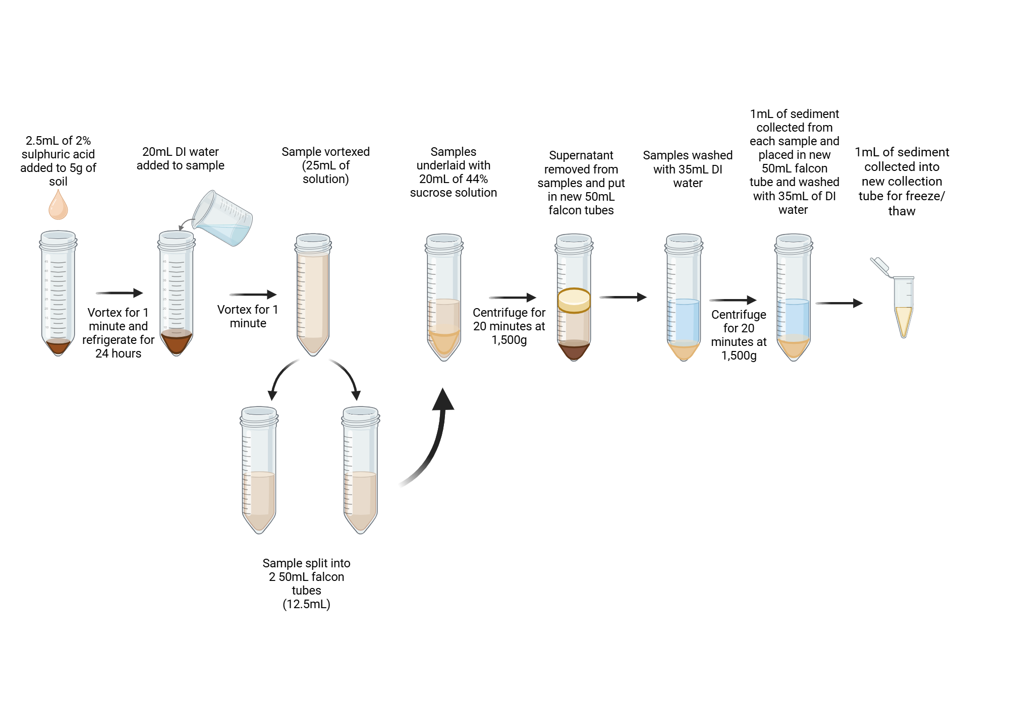 An editable high resolution scientific image depicting Sucrose Flotation Method for Oocyst Purification and Concentration