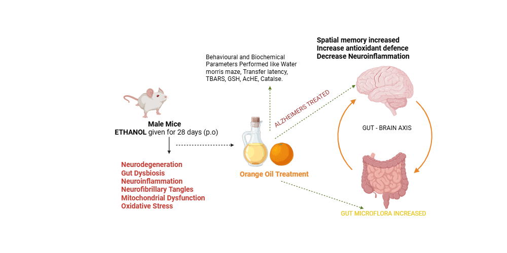 An editable high resolution scientific image depicting ORANGE OIL EFFECT ON ETHANOL INDUCED ALZHEIMERS