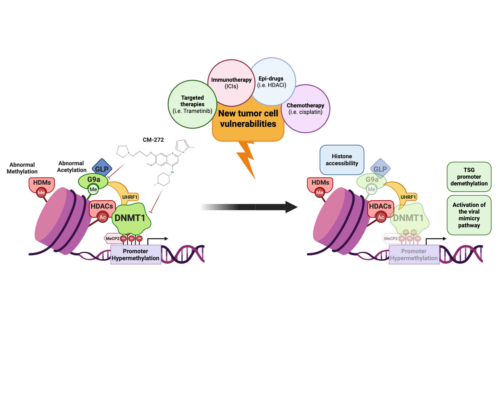 An editable high resolution scientific image depicting CM-272, a First-in-class, Reversible and Dual G9a/DNMTs Inhibitor