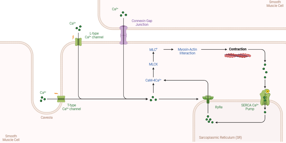 An editable high resolution scientific image depicting Calcium Pathways in Smooth Muscle Cells
