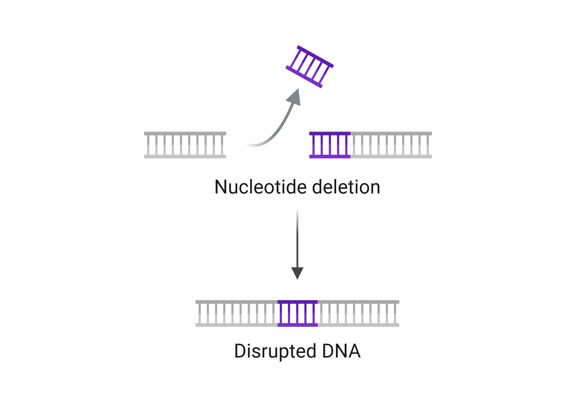 An editable high resolution scientific image depicting Nucleotide Deletion