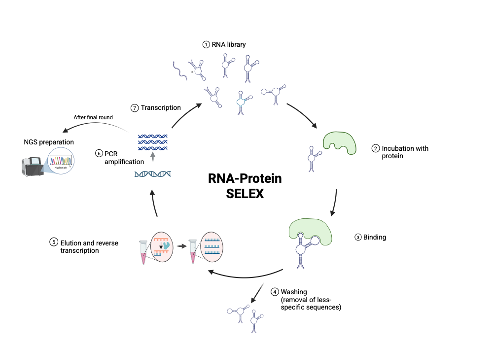 An editable high resolution scientific image depicting RNA-Protein SELEX