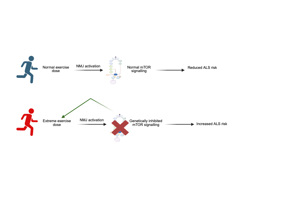 An editable high resolution scientific image depicting Proposed link between ALS, execise, mTOR signalling and NMJ activation