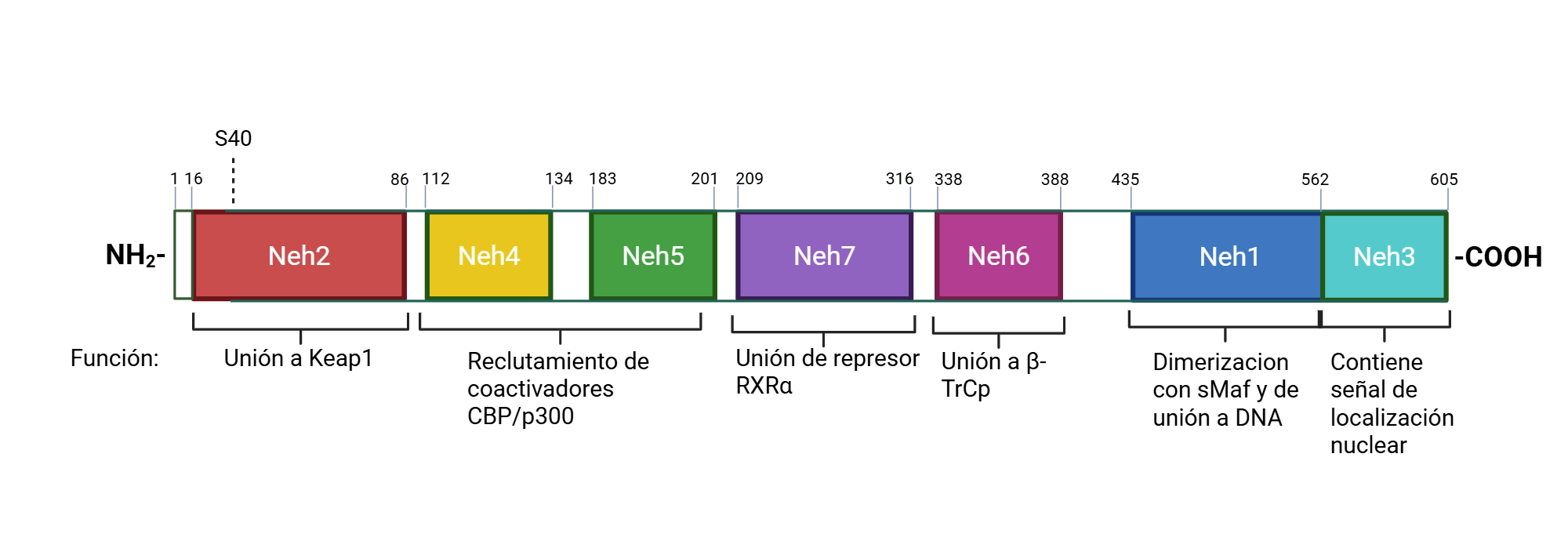 An editable high resolution scientific image depicting Nrf2 domains