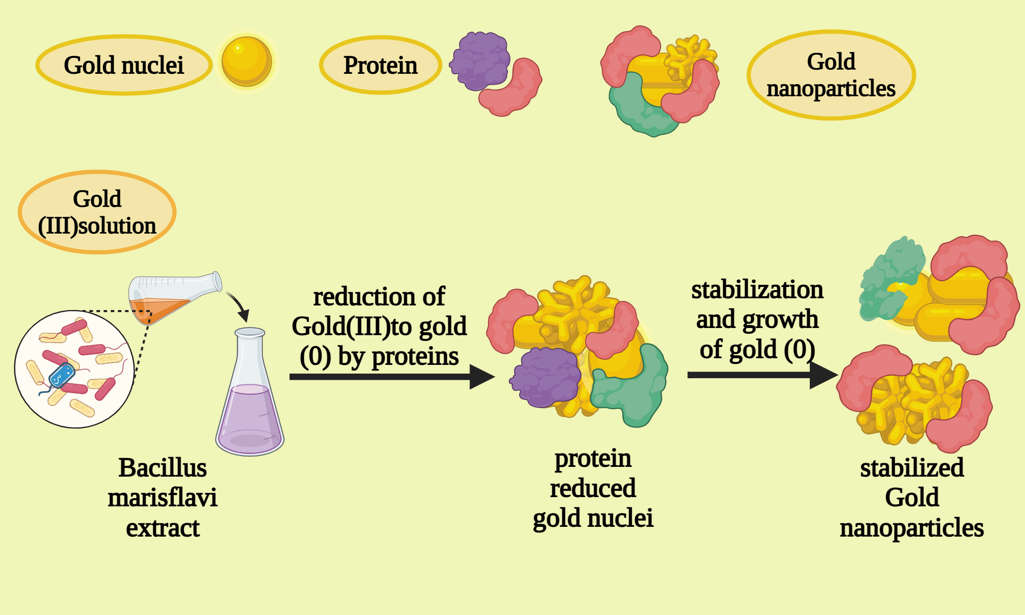 An editable high resolution scientific image depicting Bacteria and stabilization of gold nanoparticles