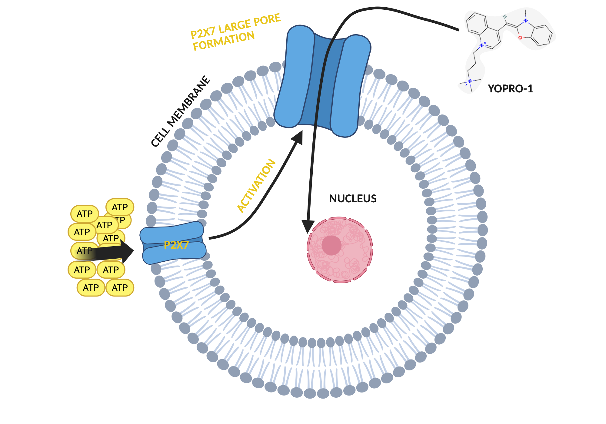 An editable high resolution scientific image depicting Yo-Pro1 uptake by ATP activation of P2X7R