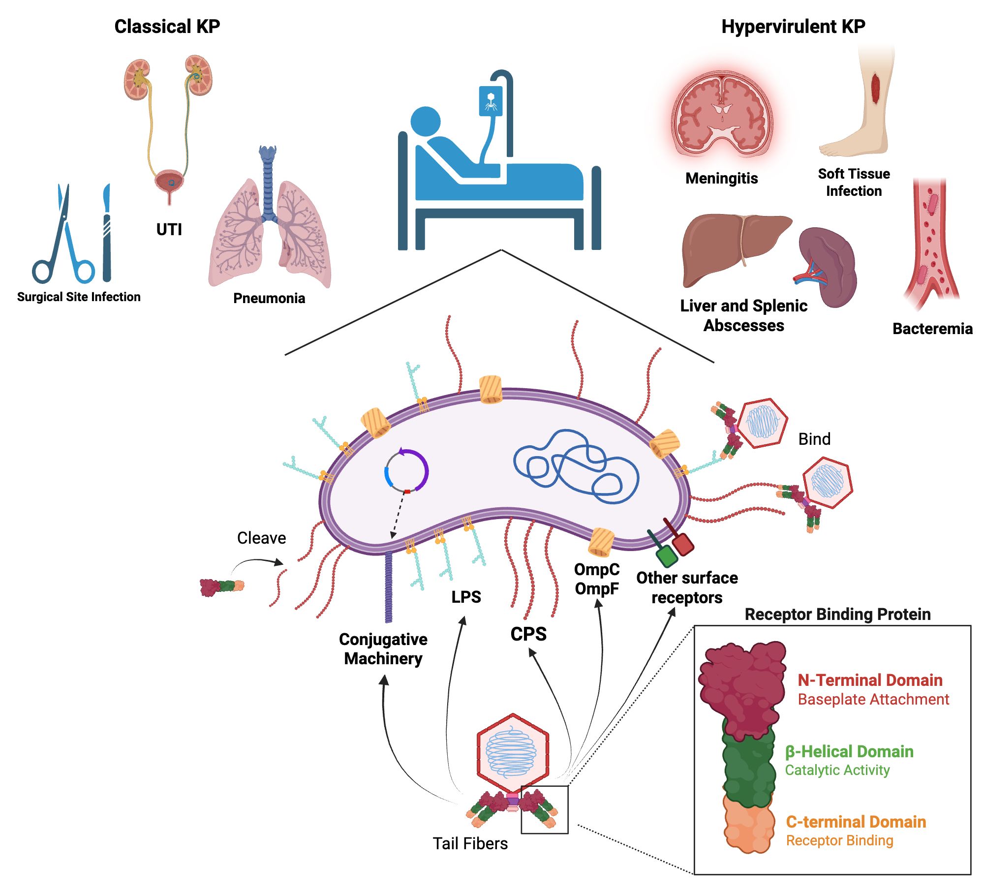 An editable high resolution scientific image depicting Klebsiella pneumoniae Infections and Cell Surface Phage Receptors