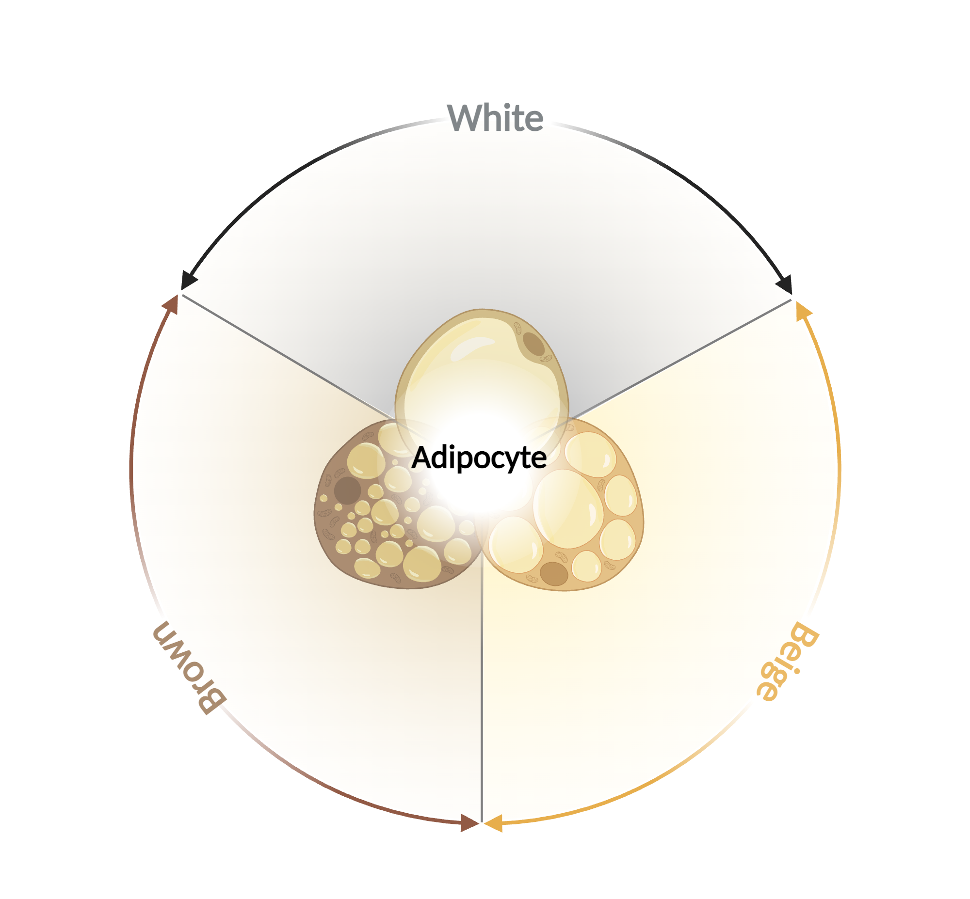 An editable high resolution scientific image depicting Adipocyte Types