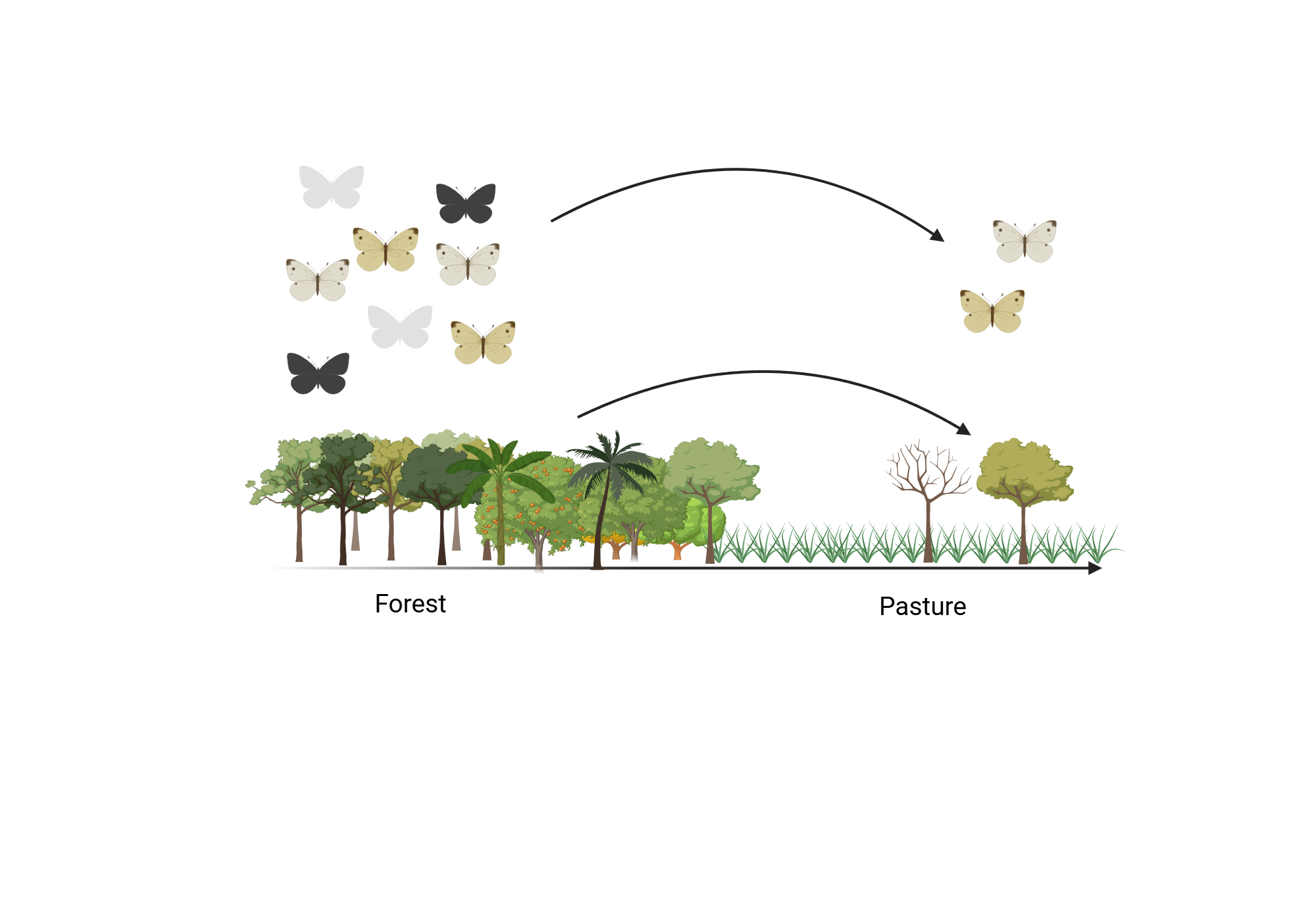 An editable high resolution scientific image depicting Butterfly diversity