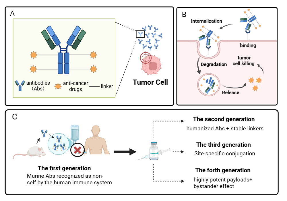 An editable high resolution scientific image depicting Structure and Development History of Antibody-Drug Conjugates (ADCs）