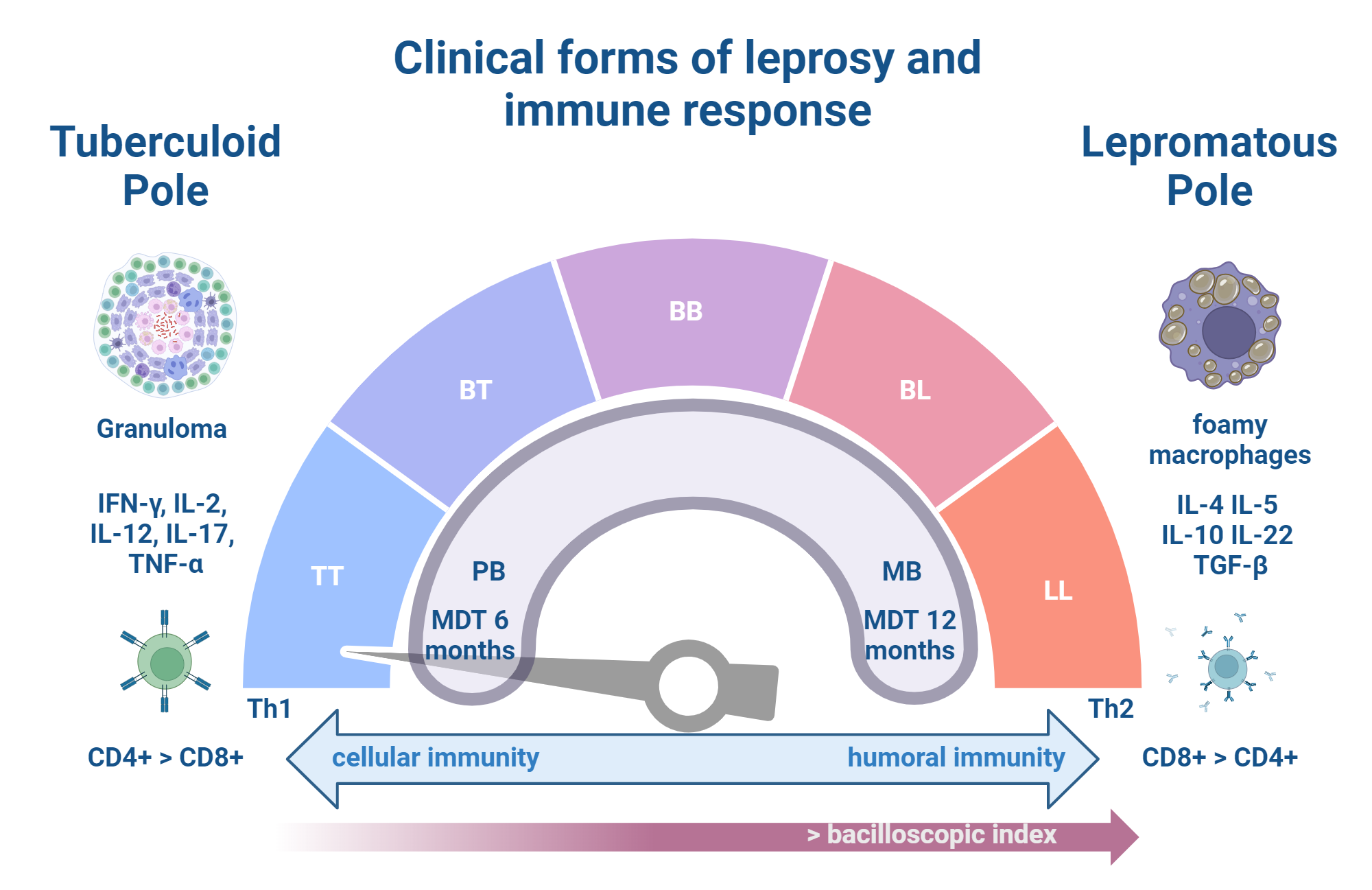 An editable high resolution scientific image depicting Clinical forms of Leprosy and immune response